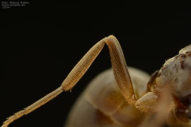 Lasius mixtus photo 19