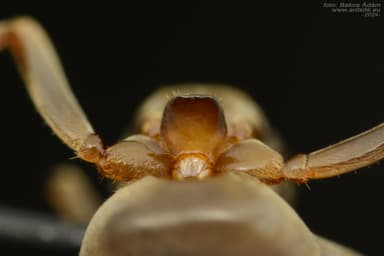 Lasius mixtus photo 20