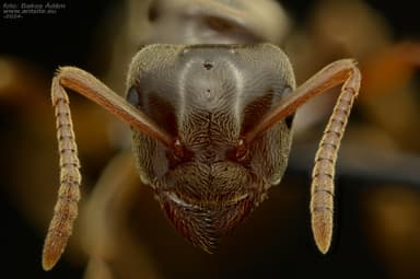 Lasius mixtus photo 21