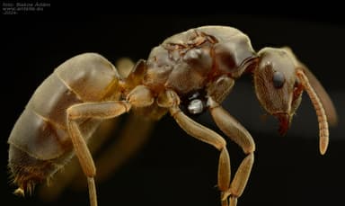 Lasius mixtus photo 22
