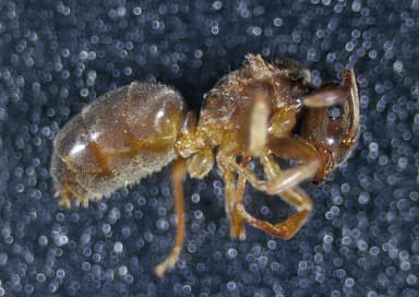 Lasius mixtus photo 24