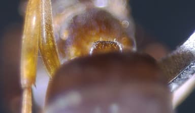 Lasius mixtus photo 25