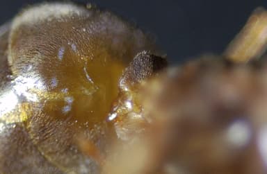 Lasius mixtus photo 26