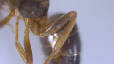 Lasius mixtus photo 28