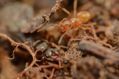Lasius mixtus photo 29