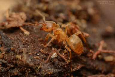 Lasius mixtus photo 30