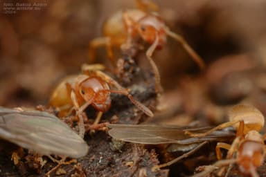 Lasius mixtus photo 31