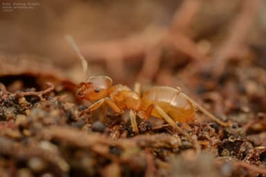 Lasius mixtus photo 32