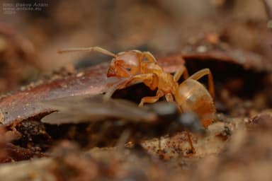 Lasius mixtus photo 33