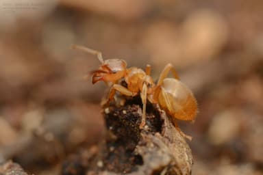 Lasius mixtus photo 34