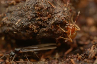Lasius mixtus photo 36
