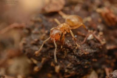Lasius mixtus photo 37