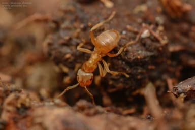 Lasius mixtus photo 38