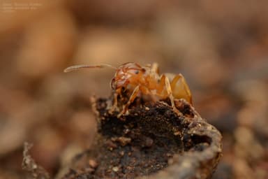 Lasius mixtus photo 39