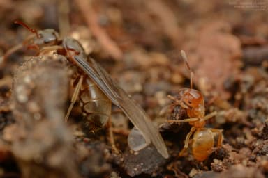 Lasius mixtus photo 40