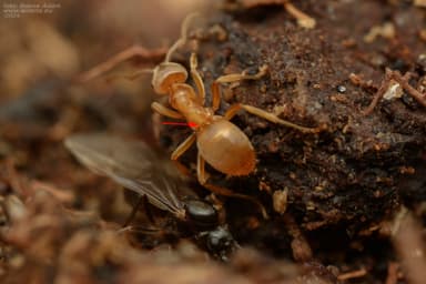 Lasius mixtus photo 41