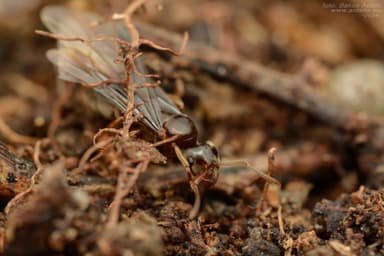 Lasius mixtus photo 42