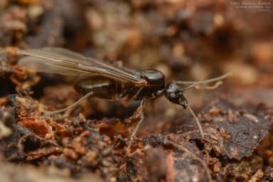 Lasius mixtus photo 45