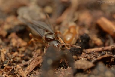 Lasius mixtus photo 46