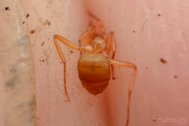 Lasius mixtus photo 49