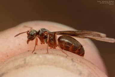 Lasius mixtus photo 53
