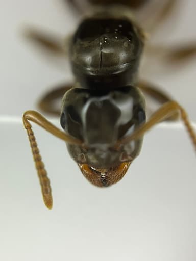 Lasius mixtus photo 54