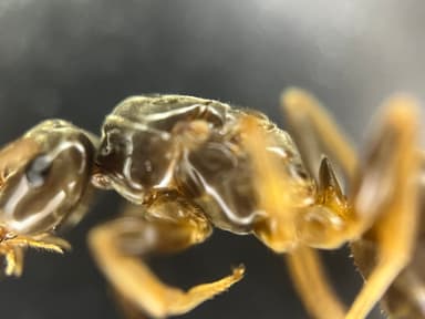 Lasius mixtus photo 58