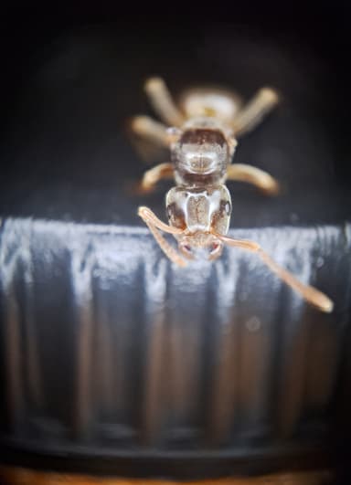 Lasius mixtus — queen photo 60