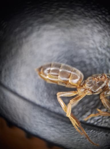Lasius mixtus — queen photo 62