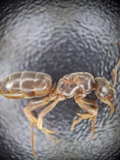 Lasius mixtus — queen photo 65