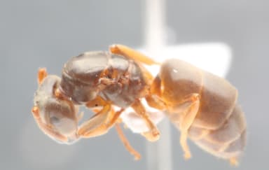Lasius mixtus photo 67