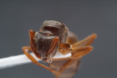 Lasius mixtus photo 68