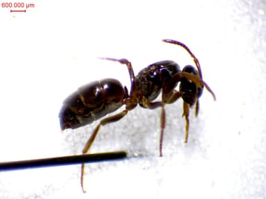 Lasius mixtus photo 69