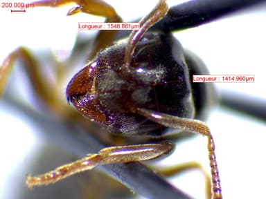 Lasius mixtus photo 71