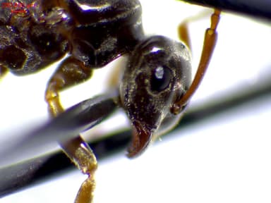 Lasius mixtus photo 72
