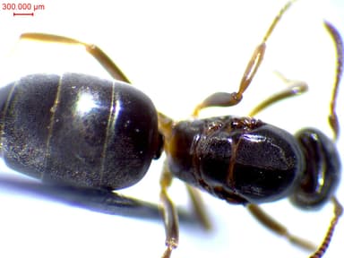 Lasius mixtus photo 73