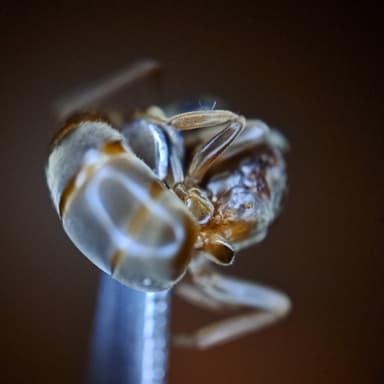 Lasius mixtus — queen photo 77