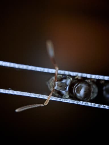 Lasius mixtus — queen photo 80