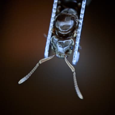 Lasius mixtus — queen photo 81