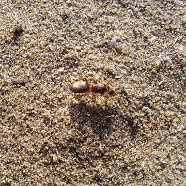 Lasius mixtus — queen photo 84