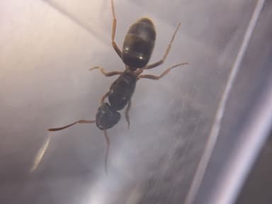 Lasius mixtus — queen photo 86
