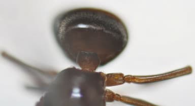 Lasius mixtus photo 88