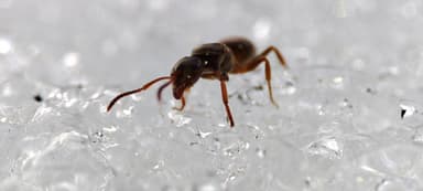 Lasius mixtus photo 91