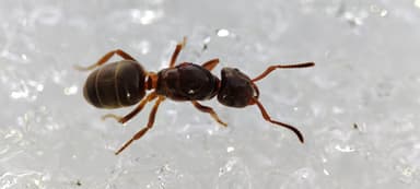 Lasius mixtus photo 93