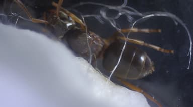Lasius mixtus — queen photo 96