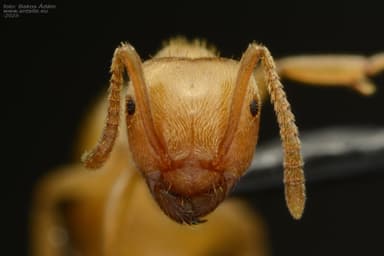 Lasius mixtus photo 100
