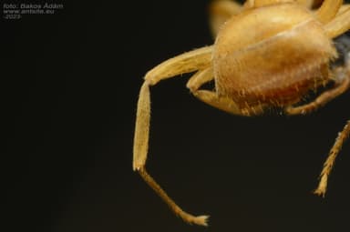 Lasius mixtus photo 103
