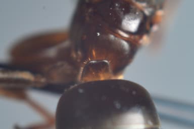 Lasius mixtus photo 105