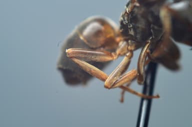 Lasius mixtus photo 106