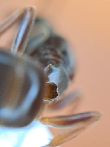 Lasius mixtus photo 109